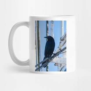 male boat-tailed grackle Mug